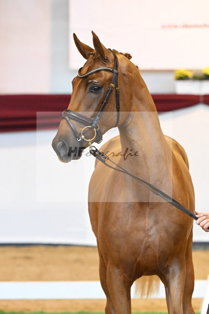 Kat-Nr. 57 v. Vivaldos_Regele_66222116 | hf-fotografie - Realisiert mit Pictrs.com