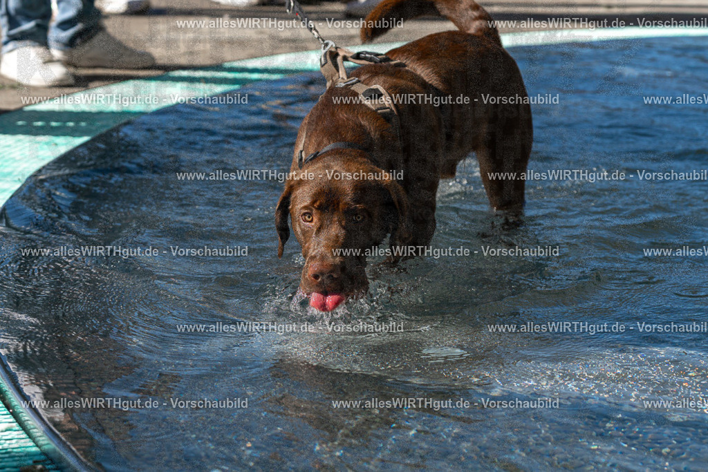 Hundeschwimmen_Volksbad_2026-allesWIRTHgut_Tierfotografie-2609061046-FAY06000 | Professionelle Tierfotografie in Mönchengladbach von Daniel Wirth (allesWIRTHgut). Liebevolle & natürliche Bilder von Hunden & Katzen für unvergessliche Erinnerungen.