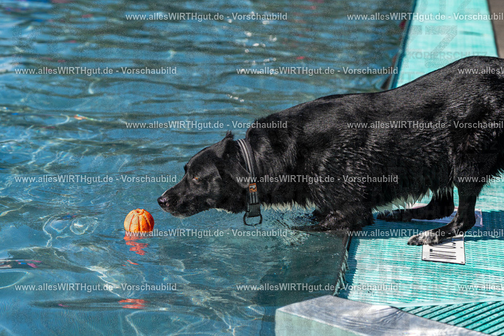 Hundeschwimmen_Volksbad_2026-allesWIRTHgut_Tierfotografie-2609061243-FAY06540 | Professionelle Tierfotografie in Mönchengladbach von Daniel Wirth (allesWIRTHgut). Liebevolle & natürliche Bilder von Hunden & Katzen für unvergessliche Erinnerungen.