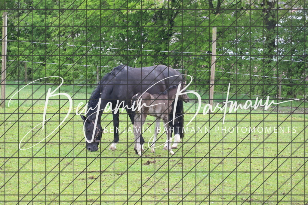 IMG_4325 | Benjamin Bartmann Photomoments