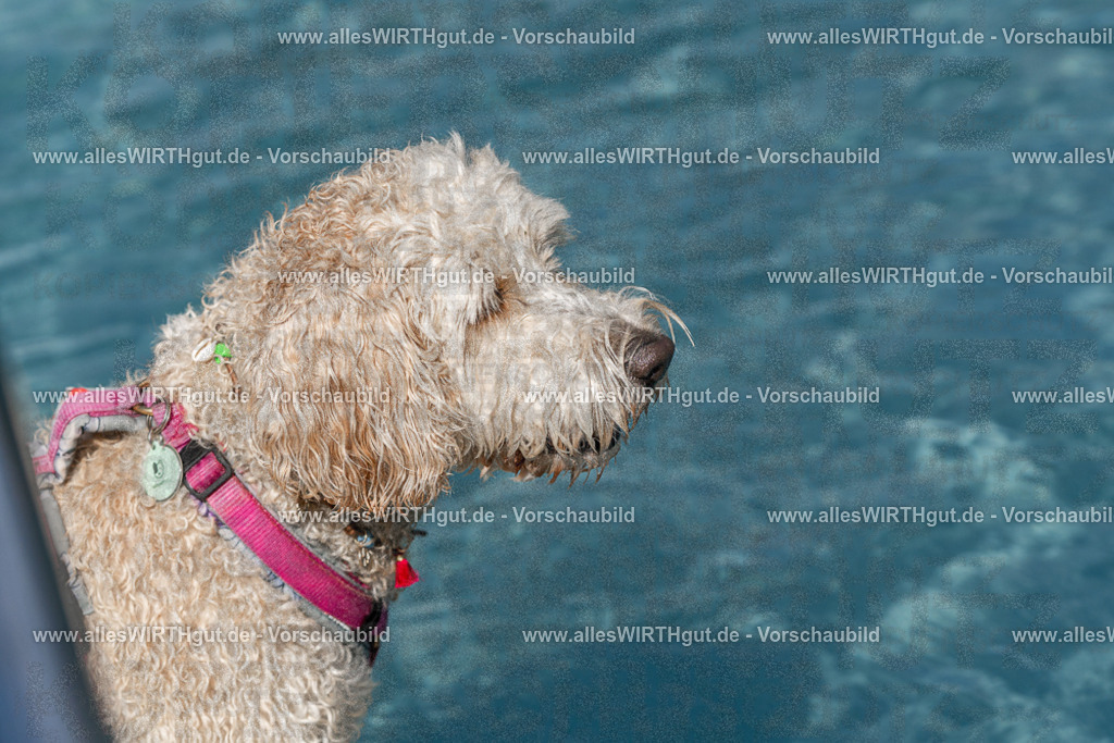 Hundeschwimmen_Volksbad_2026-allesWIRTHgut_Tierfotografie-2609061214-FAY06414 | Professionelle Tierfotografie in Mönchengladbach von Daniel Wirth (allesWIRTHgut). Liebevolle & natürliche Bilder von Hunden & Katzen für unvergessliche Erinnerungen.