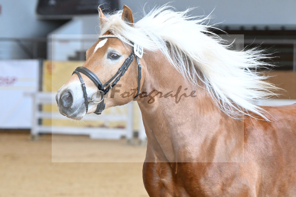 Kat-Nr. 16 v. Sturmdrang_HLG Schwaiganger_2230225 | hf-fotografie - Realisiert mit Pictrs.com