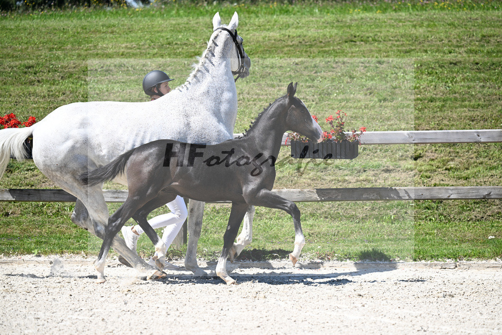 Kat-Nr. 15 Cullinen du Borget B x Zirocco Blue_HF_Pollnow_24250332 | hf-fotografie - Realizzato con Pictrs.com