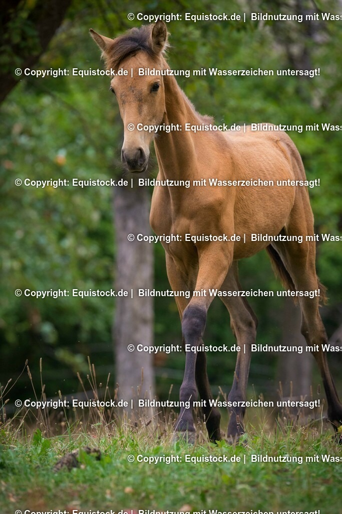 20150913_Fohlen_0042 | equistock