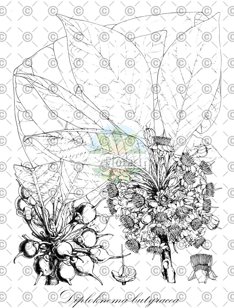 HistAbb_wfo-0000650224_1_ENZY_Simple | Historische Abbildung von Diploknema butyracea - Sapotaceae | Historical Illustration of Diploknema butyracea - Sapotaceae