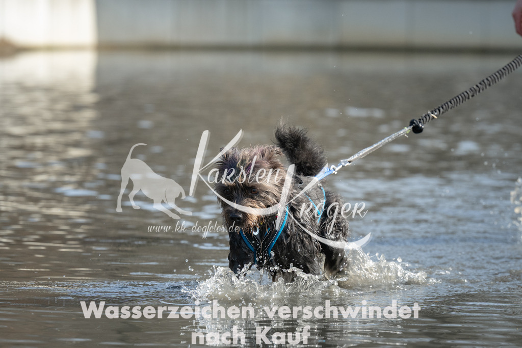 1304_ZZ94487 | kk-dogfotos