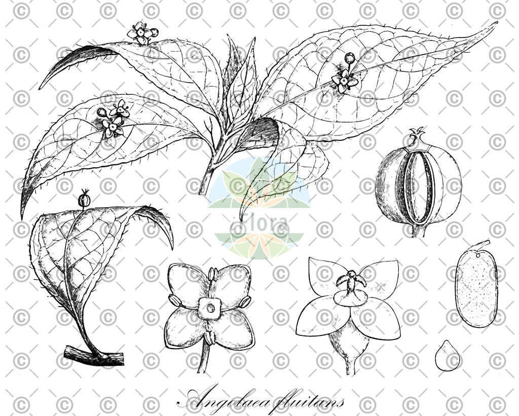 HistAbb_wfo-0000536542_194_ENZY_Simple | Historische Abbildung von Angolaea fluitans - Podostemaceae | Historical Illustration of Angolaea fluitans - Podostemaceae