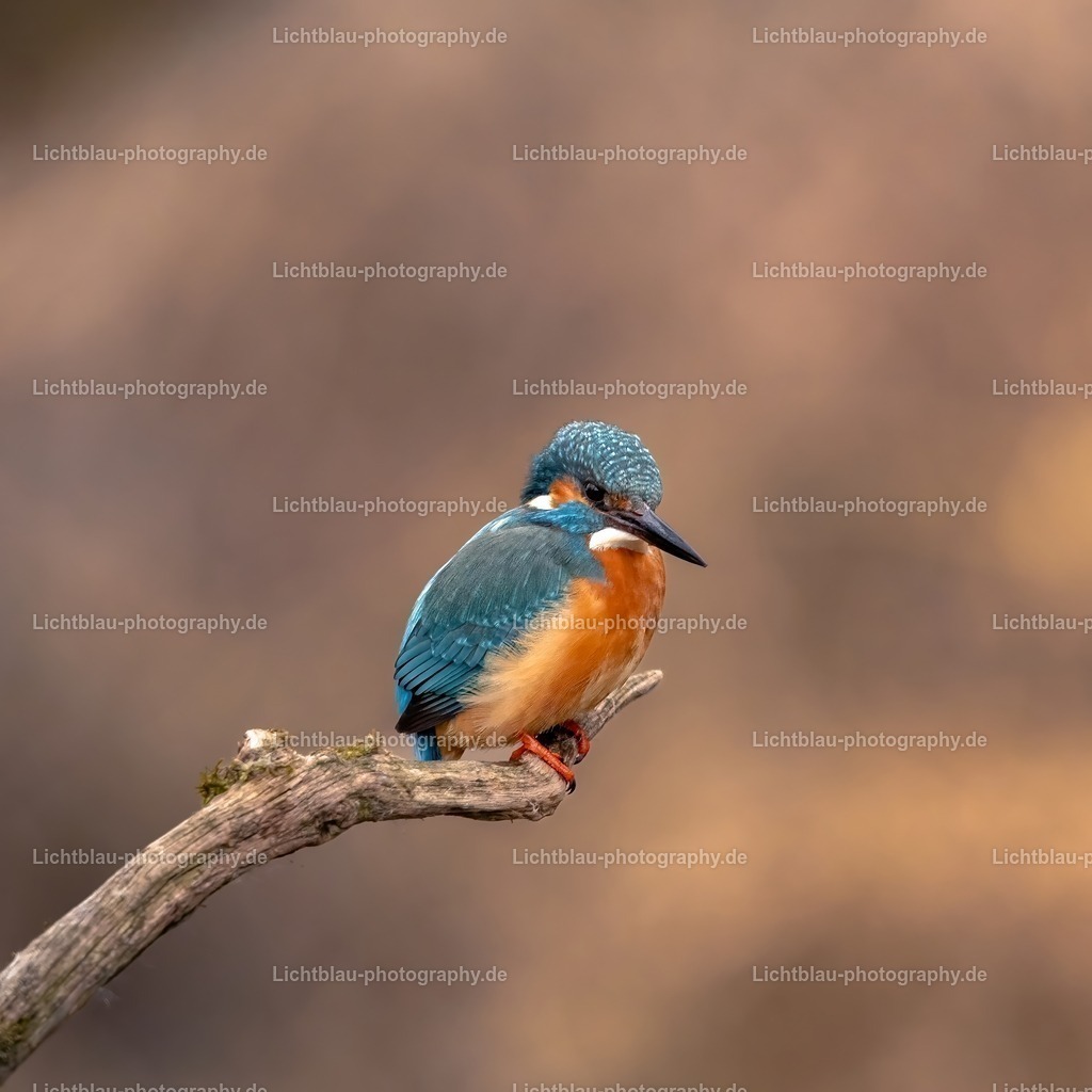 Eisvogel-15 | Hans-Bernd Lichtblau Photography. Finden Sie wunderschöne Fotografien aus Landschaft und Natur.  - Realisiert mit Pictrs.com