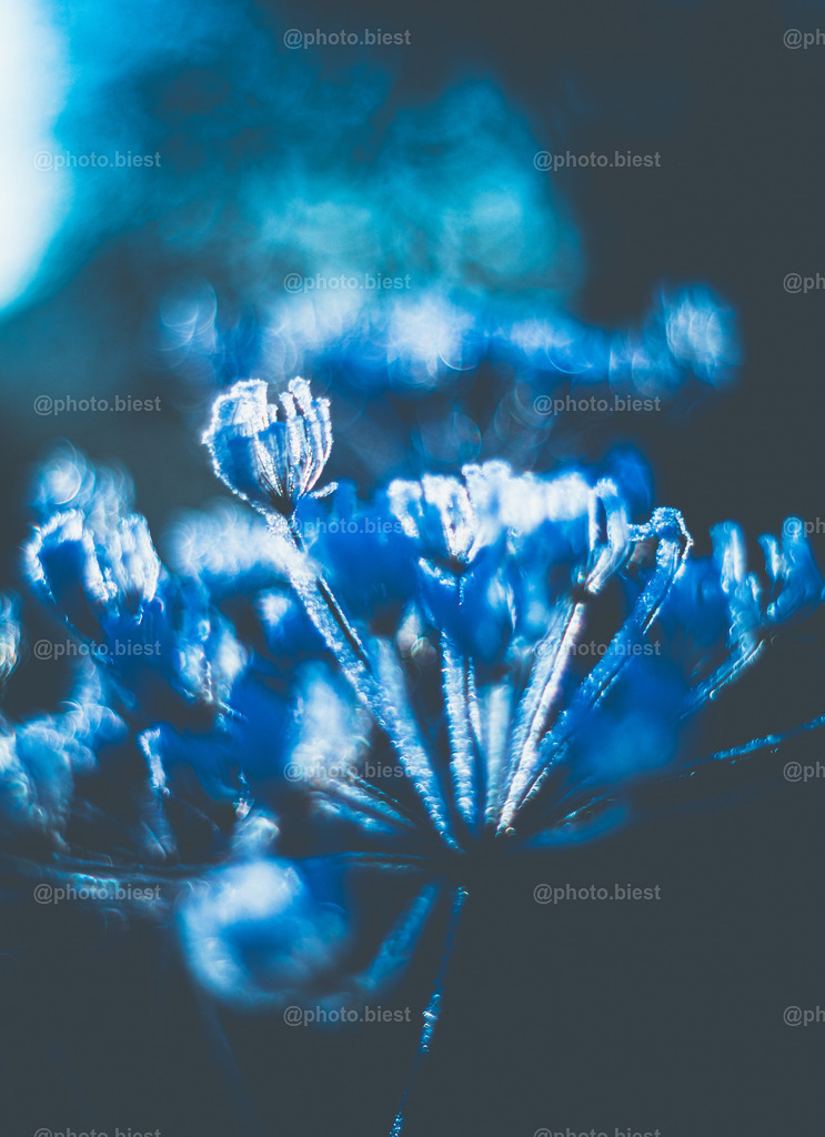 Blue Dream | Eine verträumte Szenerie mit einer eisbedeckten Wilden Möhre. - Realisiert mit Pictrs.com