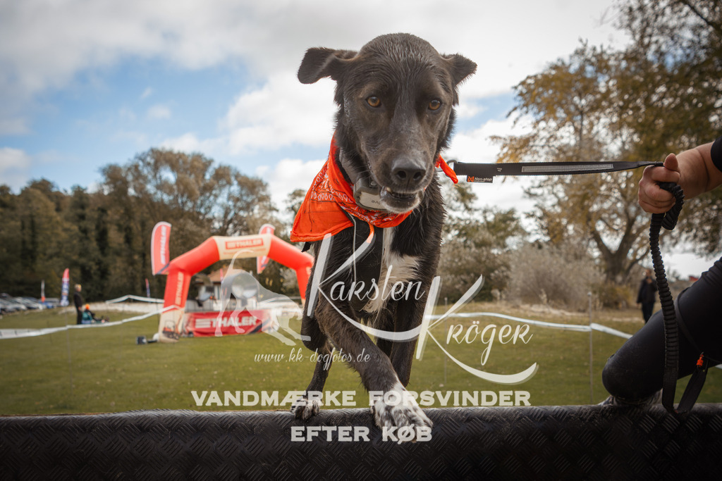 1331_ZZ91125-2 | kk-dogfotos