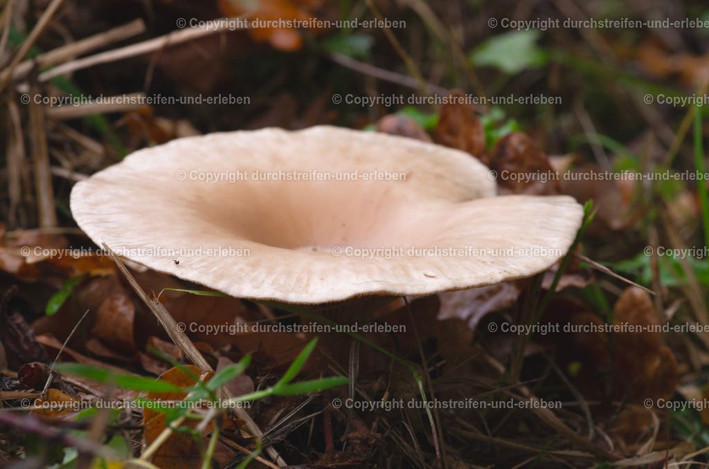 Mönchskopf oder auch Falbe Riesentrichterling | Ein kleines Insekt sitzt am Rand des essbaren Pilzes Mönchskopf, der auch Falbe Riesentrichterling heißt.  - Realisiert mit Pictrs.com