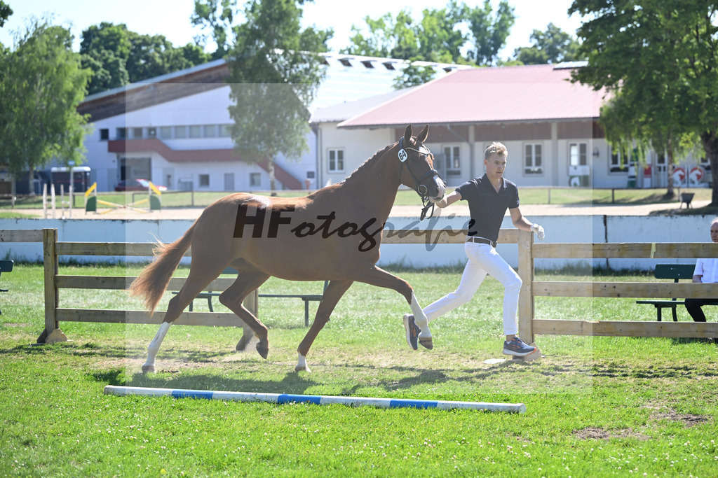 Kat-Nr. 64 Aurelia Finesse v. Quaterback_Reglauer_19251203 | hf-fotografie - Realizzato con Pictrs.com