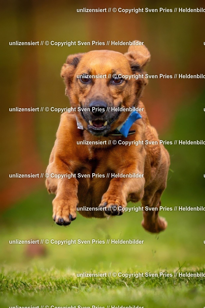 Sven Pries | 2024-09-22 - Hunderennen Baden-BadenPudelverein - Realisiert mit Pictrs.com