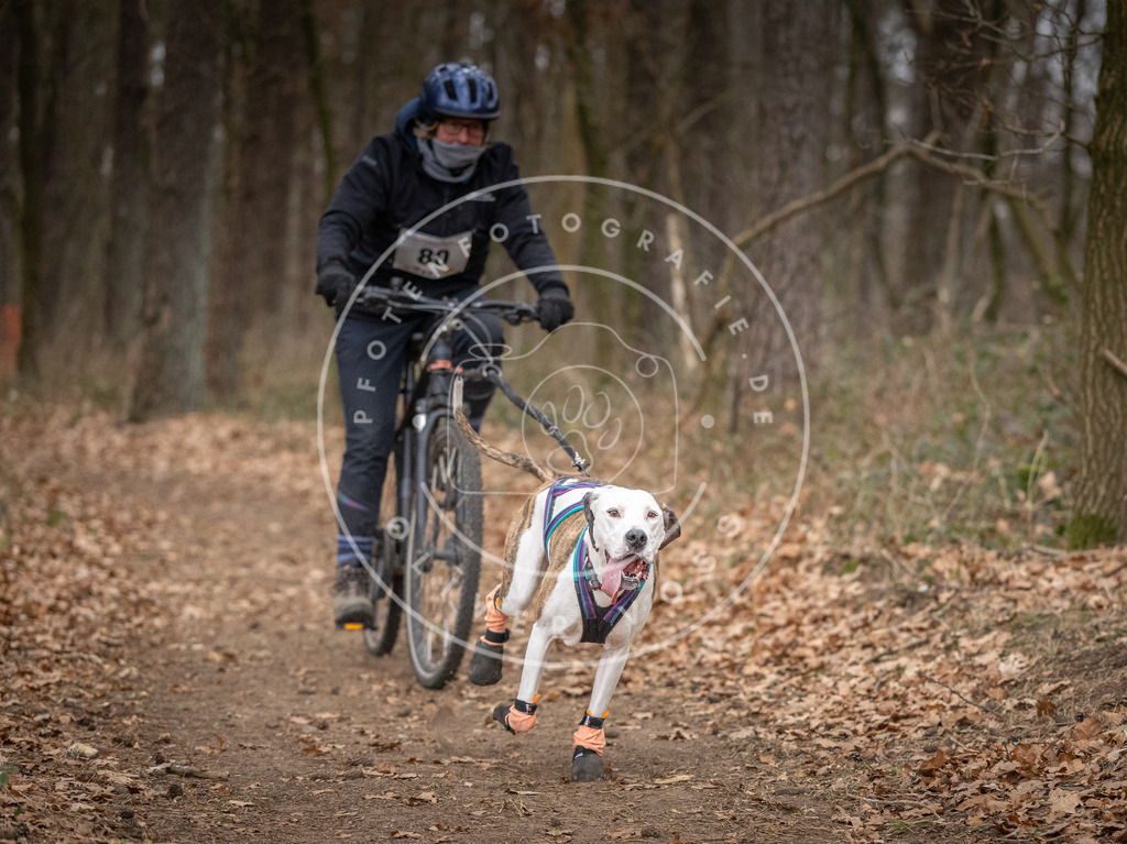 Pfotenfotografie_DV3A5678 | Hundefotografie, Tierfotograf, Pfotenfotografie, Fotoshooting Hund, Hunde Portrait, Hundesport, Hundeportraits, Heideshooting, Hunde, Sportfotograf, Hundefotograf, Turnierhundsport, THS,  - Realisiert mit Pictrs.com