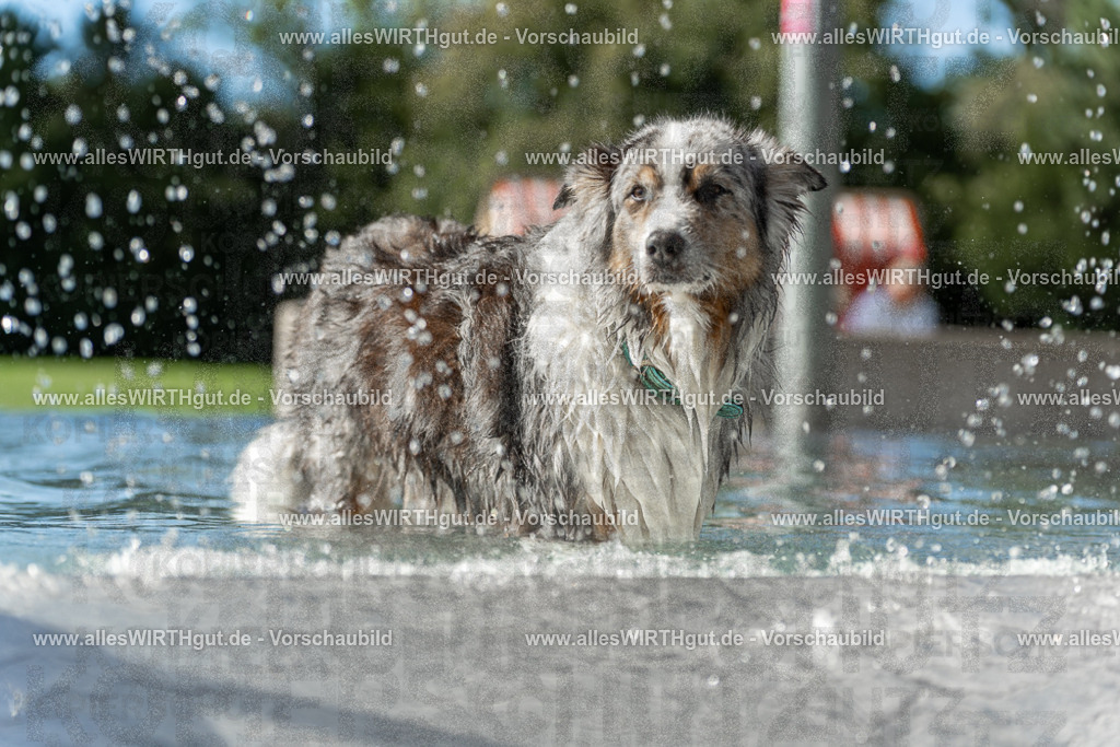 Hundeschwimmen_Volksbad_2026-allesWIRTHgut_Tierfotografie-2609061534-7R501617 | Professionelle Tierfotografie in Mönchengladbach von Daniel Wirth (allesWIRTHgut). Liebevolle & natürliche Bilder von Hunden & Katzen für unvergessliche Erinnerungen.