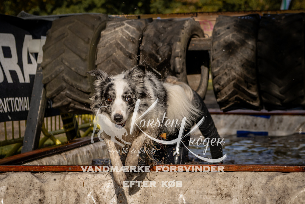 1301_ZZ91634 | kk-dogfotos