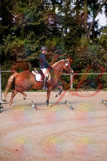 2026_10_03_Siefer-Hof_144625_Z81_22344311 | Professionelle Reitsport-, Turnier- und Eventfotografie von Robert Broda. Galerien mit ausgewählten und bearbeiteten Bildern direkt online ansehen und bestellen.