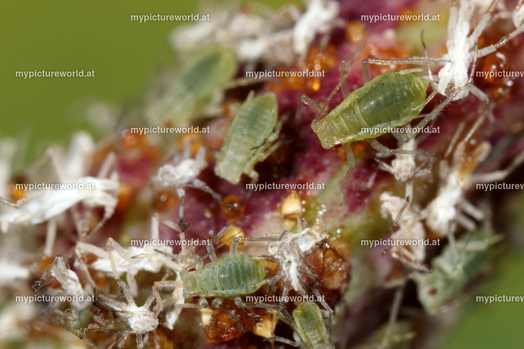 Aphis gossypii-001 | Das Bilderarchiv über Tiere, Planzen und Landschaften. In der Bilddatenbank finden Sie ein große Auswahl an hochwertigen Bilder für Ihre Werbung - Realized with Pictrs.com