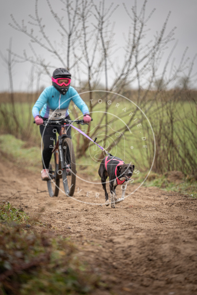 DV3A9083 | Hundefotografie, Tierfotograf, Pfotenfotografie, Fotoshooting Hund, Hunde Portrait, Hundesport, Hundeportraits, Heideshooting, Hunde, Sportfotograf, Hundefotograf, Turnierhundsport, THS,  - Realisiert mit Pictrs.com