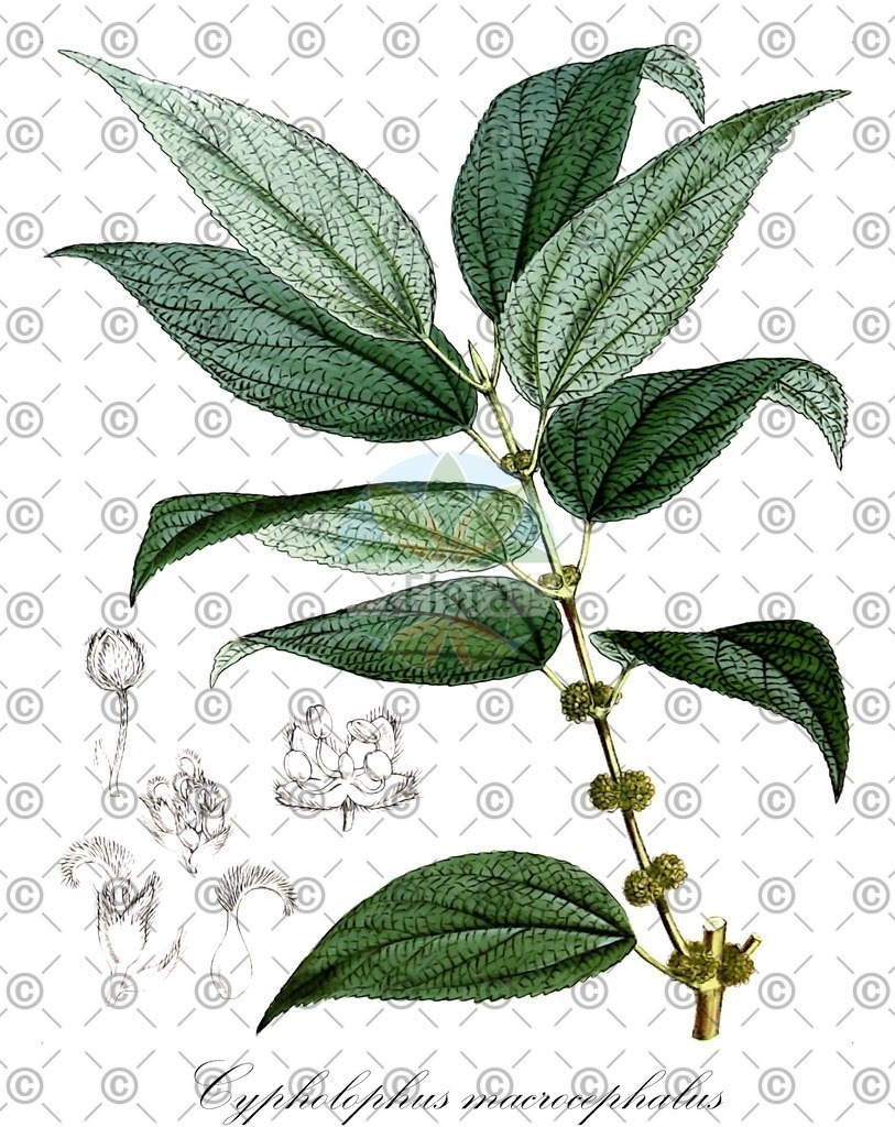 HistAbb_wfo-0000634507_1_ENZY_Simple | Historische Abbildung von Cypholophus macrocephalus - Urticaceae | Historical Illustration of Cypholophus macrocephalus - Urticaceae