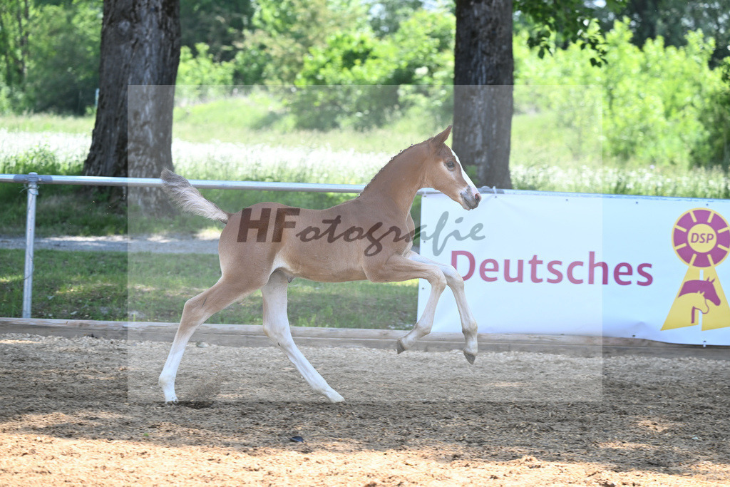 Kat-Nr. 15 HF Nixon van het Meulenhof_Gaub_14230440 | hf-fotografie - Realisiert mit Pictrs.com
