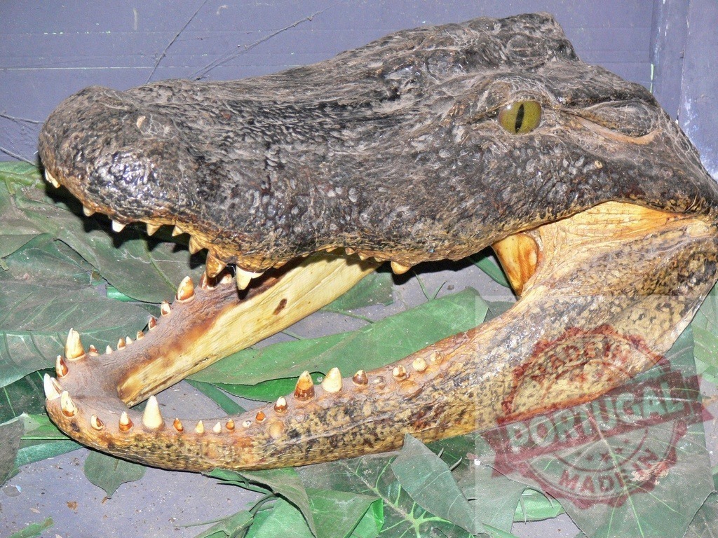 Alligator head taxidermy showing sharp teeth and open jaws | Alligator head taxidermy with an open mouth, displaying teeth and scaly skin on green leaves - Realized with Pictrs.com