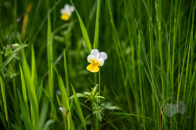 DSC_0246-10 | Shop für Prints Landschaftsfotografie Sächsische Schweiz Naturfotografie in Thüringen Fotos vom Findlingspark Nochten Kloster Sankt Marienstern Bilder Festung Königstein PanoramaRhododendronpark Kromlau FotogalerSchleswig-Holstein Küstenlandschaften