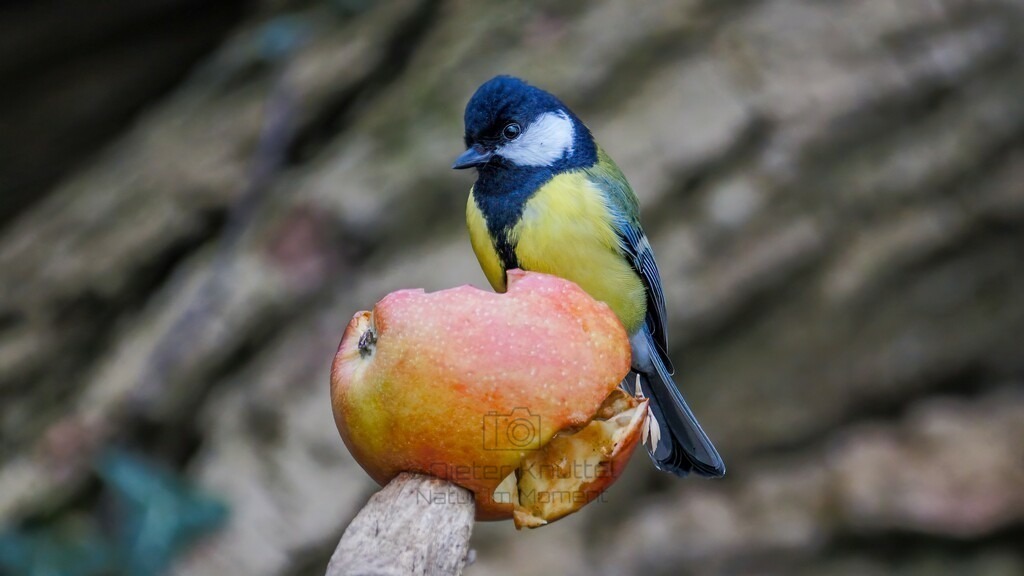P1003772-Bearbeitet-2024-LR | Natur im Moment - Realisiert mit Pictrs.com