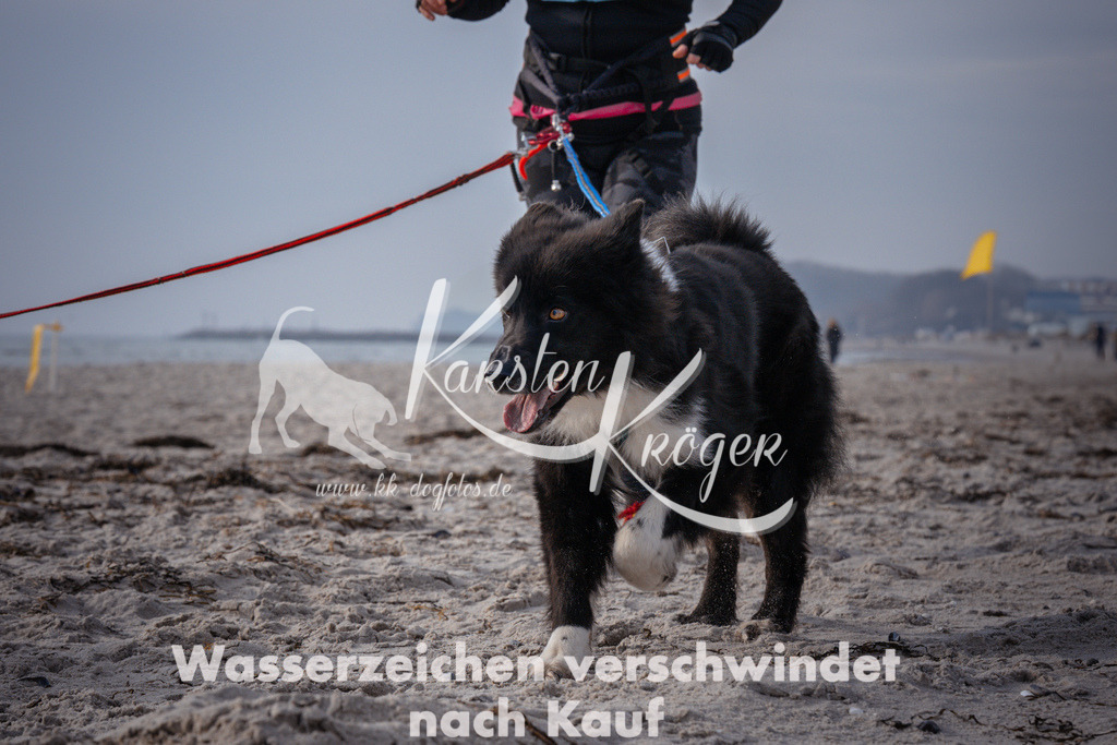 1020_ZZ94892 | kk-dogfotos