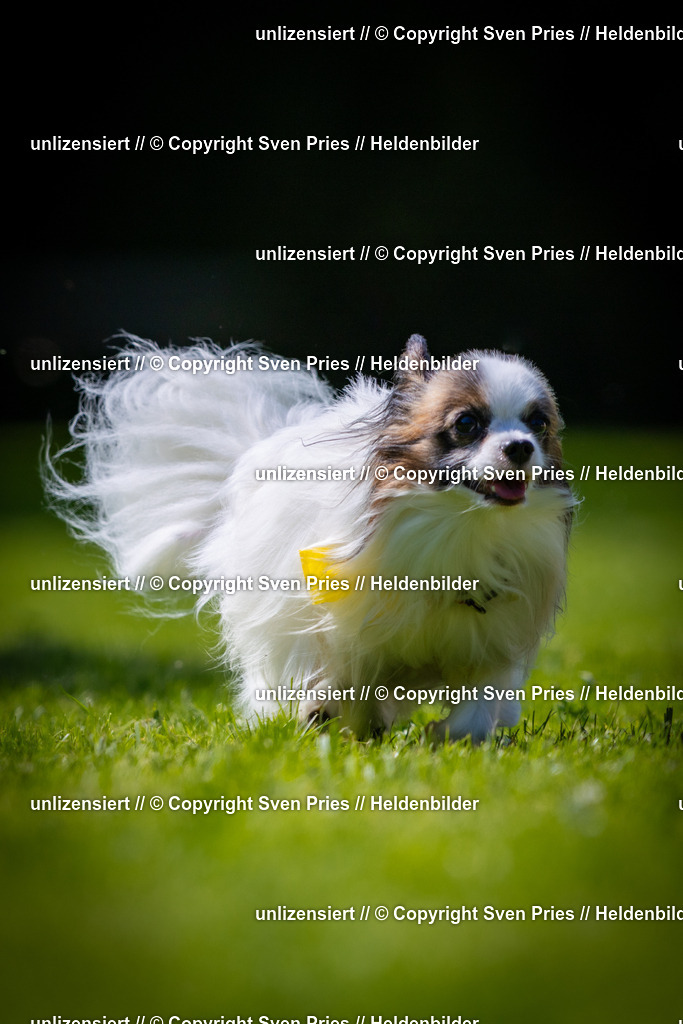 Sven Pries | 2025-08-10 - Hunderennen Durlach - Realisiert mit Pictrs.com