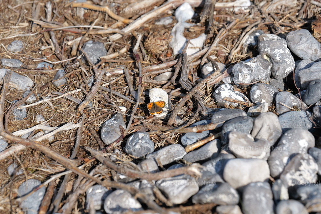 Schmetterling  kleiner Feuerfalter | Der Feuerfalter ist aufgrund seiner leuchtenden Farben und seines auffälligen Verhaltens ein beliebter Schmetterling für Beobachtungen und Studien. Er ist auch ein Beispiel für die Artenvielfalt und die ökologische Bedeutung von Schmetterlingen in verschiedenen Ökosystemen - Realisiert mit Pictrs.com