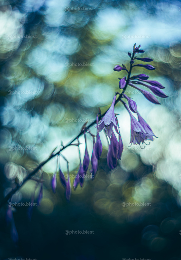 Funkie Time | Eine Funkie im Bokeh. - Realisiert mit Pictrs.com