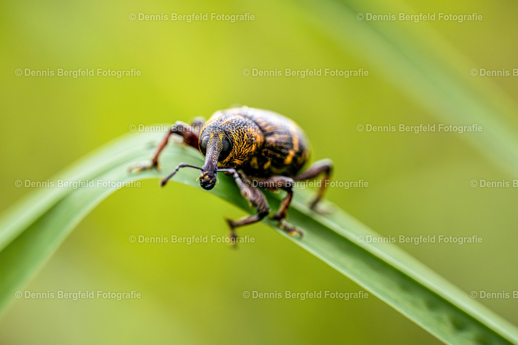 Rüsselkäfer 2 | Entdecken Sie Natur, Makro und Tierfotografie von Dennis Bergfeld.Besondere Momente und Details der Natur, hochwertig als Foto und Wandbild erhältlich. - Realisiert mit Pictrs.com