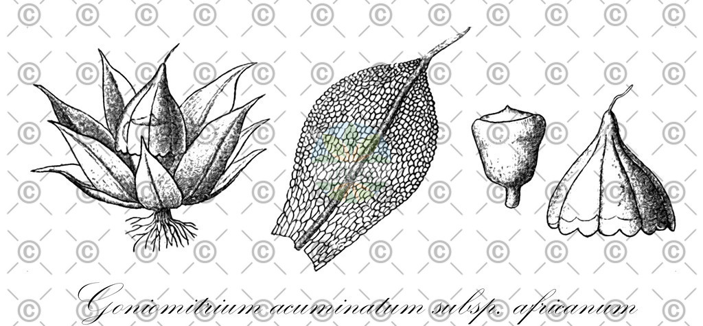 HistAbb_wfo-0001115948_2_ENZY_Simple | Historische Abbildung von Goniomitrium acuminatum subsp. africanum - Funariaceae | Historical Illustration of Goniomitrium acuminatum subsp. africanum - Funariaceae
