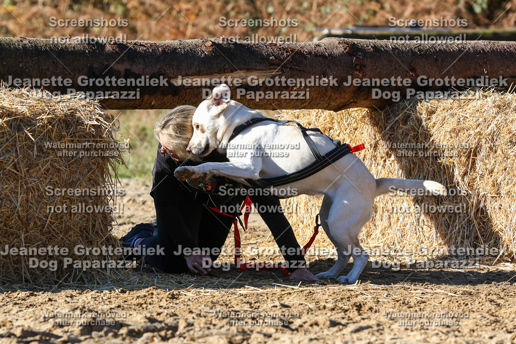 Dog Paparazzi - Strongdog 10-25-2325 | Dog Paparazzi Jeanette Grottendiek Fotografie & Videografie - Realisiert mit Pictrs.com