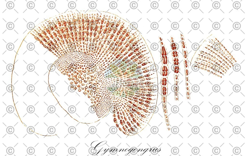 HistAbb_62TXF_3_ENZY_Simple | Historische Abbildung von Gymnogongrus - Phyllophoraceae (0) | Historical Illustration of Gymnogongrus - Phyllophoraceae (0)
