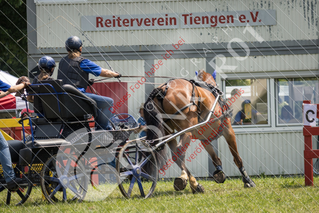 IMG_8648 | Sport-, Event- und Tierfotos in Profiqualität. Einfach auswählen, bestellen und herunterladen. Dein Moment – perfekt festgehalten.