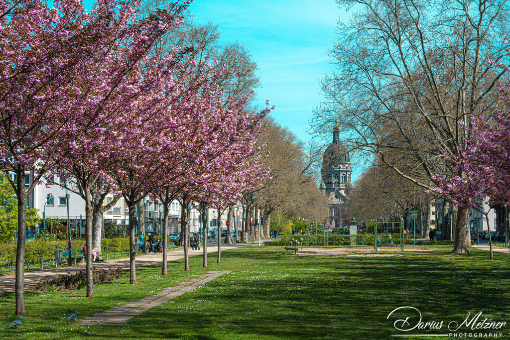 Kirschbaumblütten mit Blick auf die Mainzer Christuskirche | Kirschbaumblütten mit Blick auf die Mainzer Christuskirche