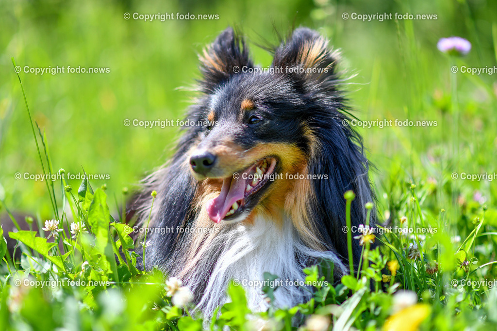Hund_ Freilaufzone_ 21.05.2022-5 | 03.03.2022, Linz, AUT, Hund, Hunde, Themenbild, im Bild Hund, Hunde, spazieren, Freilaufzone, Spazierweg, Arrigo und Luigi