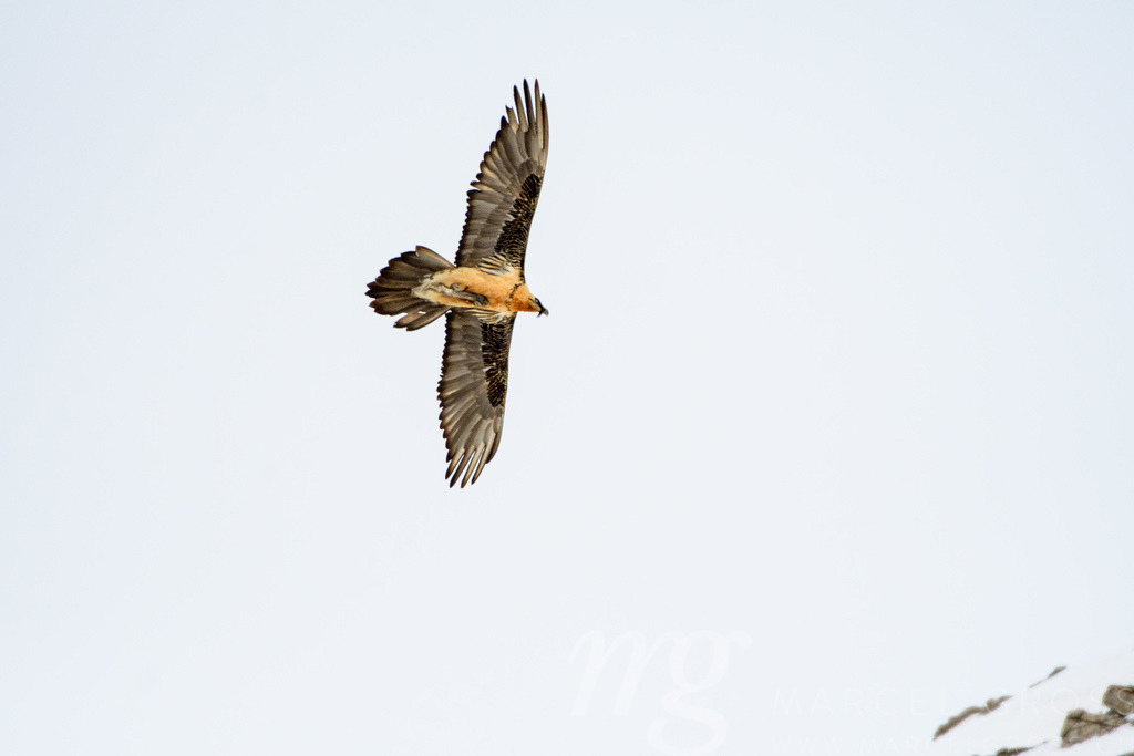 Bearded vulture (Gypaetus barbatus) in flight in Valais, Switzerland | Die ideale Geschenkidee für Naturliebhaber. Naturbilder von Marcel Gross Photography für ihr Zuhause in den verschiedensten Formaten und Materialien. - Realisiert mit Pictrs.com