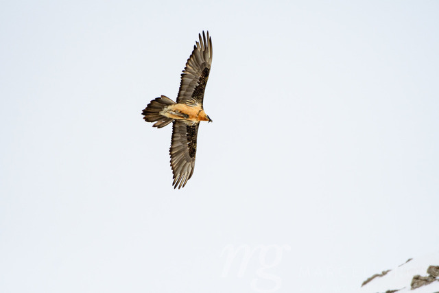 Bearded vulture (Gypaetus barbatus) in flight in Valais, Switzerland | Die ideale Geschenkidee für Naturliebhaber. Naturbilder von Marcel Gross Photography für ihr Zuhause in den verschiedensten Formaten und Materialien. - Realisiert mit Pictrs.com
