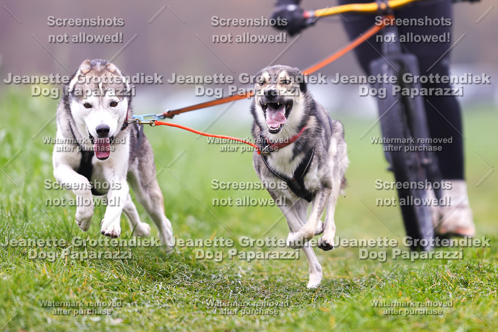 Dog Paparazzi - Visbeck 25 -75 | Dog Paparazzi Jeanette Grottendiek Fotografie & Videografie - Realisiert mit Pictrs.com