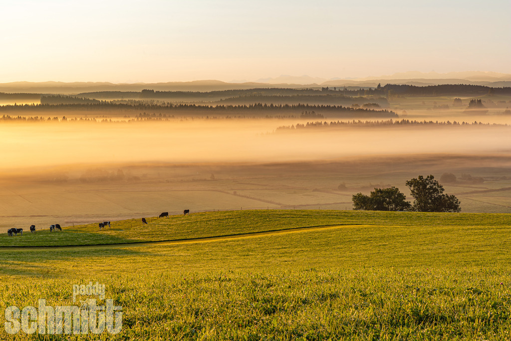 Morgennebel über dem Gründlenried bei Kißlegg | Stimmungsvoller Morgennebel über dem Gründlenried bei Kißlegg, während die ersten Sonnenstrahlen die Landschaft auf einer von Kühen beweideten Wiese zum Leuchten bringen. Eine ruhige und natürliche Aufnahme der herbstlichen Allgäuer Landschaft. - Realisiert mit Pictrs.com
