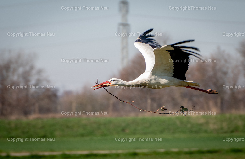 Storch-im-Flug-beim-Nestbau-Fotografie-Thomas-Neu | Bensheim, Ein Storch im Tiefflug nachdem er einen Ast mit seinem Schnabel für den Nestbau von einer Hecke geholt hat, fotografiert in Bensheim am Berliner Ring, ,Bild: Thomas Neu