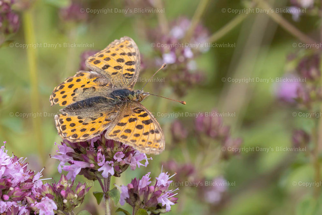 202130 | Tierfotografie, Tierkalender, Tierbilder, Insekten, Spinnen, Vögel, Schmetterling, Libellen, Leinwand, Colorkey, Qualität, Geschenkartikel, Geschenk - Realisiert mit Pictrs.com