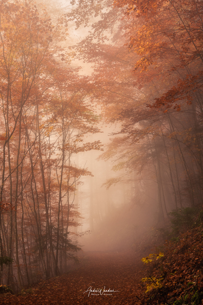 Nebelstimmung im Buchenwald | Andre Wandrei - Nature Artworx - Realisiert mit Pictrs.com