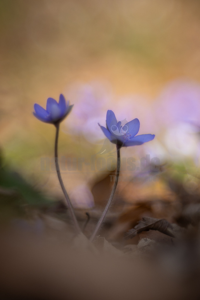 20220312102310 | Das Leberblümchen (Hepatica nobilis) ist ein typischer Frühlingbote. Im März, wenn Brauntöne noch das Bild des Waldes beherrschen, sind die zarten blauvioletten Blüten am Waldboden das erste Zeichen des einsetzenden Frühlings. Die hübschen Pflanzen nutzen die Zeit, bevor die Blätter der Bäume austreiben und ihnen das Licht rauben. Die Lebensdauer der Blüten beträgt etwa acht Tage. Mitte April ist ihre Blütezeit bereits abgeschlossen. - Realisiert mit Pictrs.com