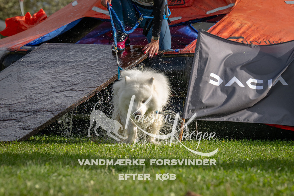 1211-92755 | kk-dogfotos