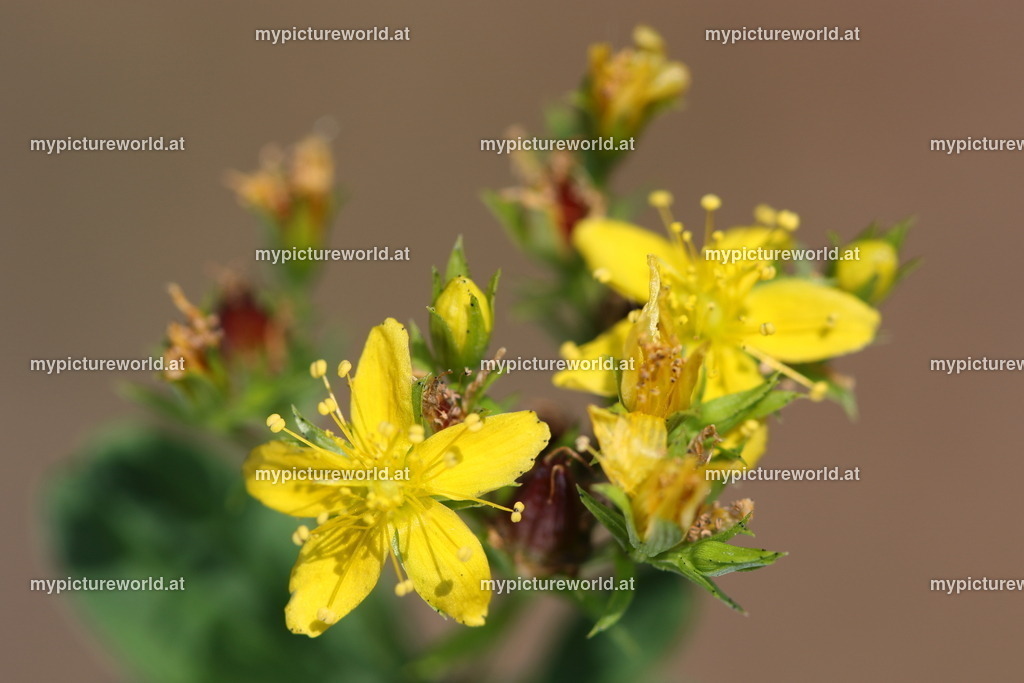 Geflügeltes Johanniskraut-001 | Das Bilderarchiv über Tiere, Planzen und Landschaften. In der Bilddatenbank finden Sie ein große Auswahl an hochwertigen Bilder für Ihre Werbung - Realisiert mit Pictrs.com