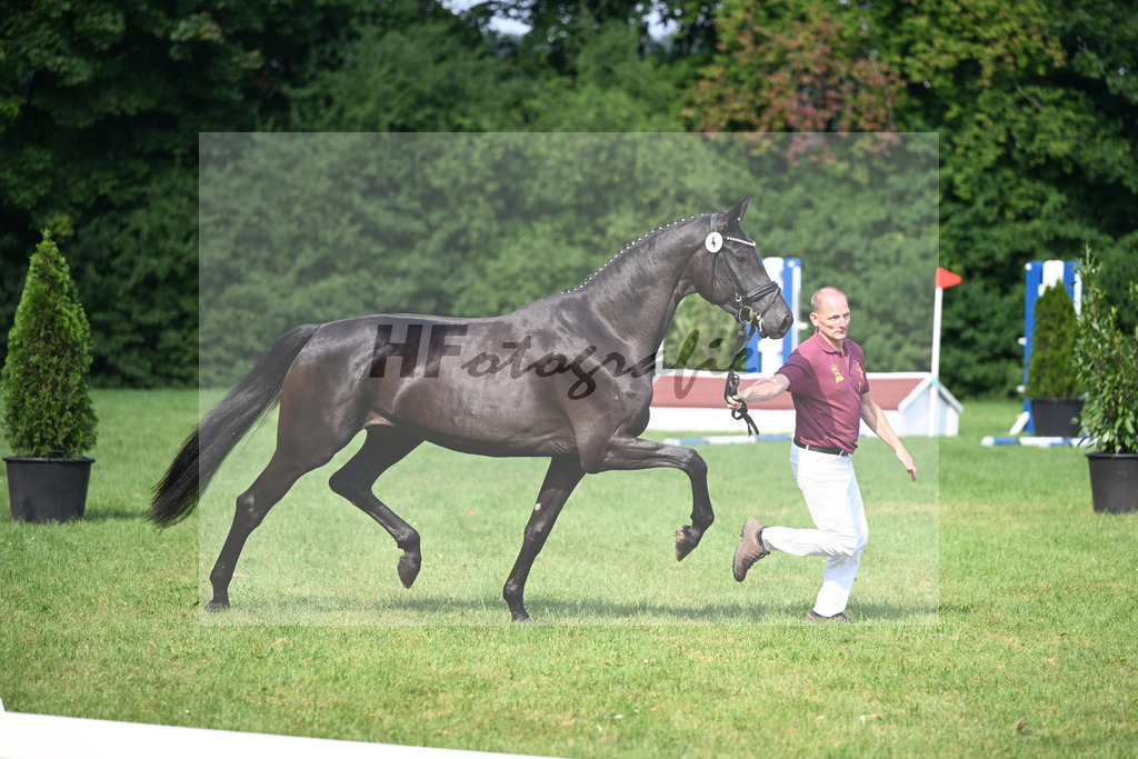 Kat-Nr. 4 Zoraya v. Zackerey_Gestuet Greim_27150462 | hf-fotografie - Realizzato con Pictrs.com